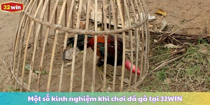 Một số kinh nghiệm khi chơi đá gà tại 32WIN